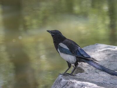 magpie, nature, bird, wildlife, animal, plumage, beak, avian, biodiversity, feathers, ornithology, fauna, perched, birdwatching, water, stone, ecology, natural environment, observation, ecosystem