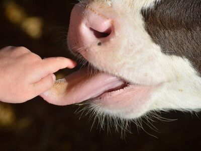 cow, tongue, child, hand, farm, explore, care, contact, curious, love, learning, safety, agriculture, fascinating, interaction, beautiful, play, friendship, charming, knowledge