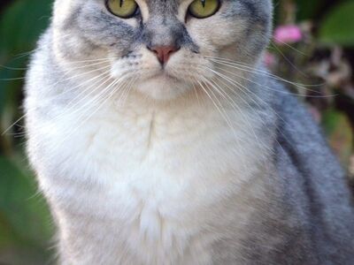 cat, pet, cat face, green eyes, gray fur, outdoors, animal, whiskers, mammal, closeup, natural background, attentive gaze, solitary, posing, curiosity, house cat, smooth fur, spring day, cute, alert, wandering