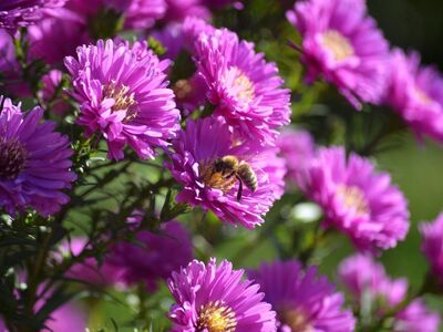 asters, flower, bee, pollination, garden, nature, purple, autumn, insect, nature wallpaper, flowering plant, daisy, colorful flowers, insect-friendly, bouquet, ecosystem, wildflower, flower bed, visual delight
