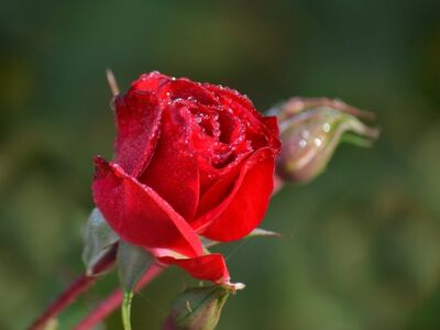 rose, red rose, dew, droplet, nature, flower, macro, detail, close-up, love, valentine, red, petal, outdoor, fresh, garden flower, romantic, bright red, waterdrop, flower photography, country garden