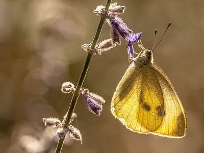 butterfly, pieris, lavender, flower wallpaper, bokeh, free background, nature background, hd wallpaper, floral background, 4k wallpaper 1920x1080, macro, full hd wallpaper, wildlife, lighting, cool backgrounds, background, 4k wallpaper, golden hour, beautiful wallpaper, free wallpaper, desktop backgrounds, beautiful flowers, beautiful nature, backlighting, wings, white butterfly, flower, insect, mac wallpaper, laptop wallpaper, flower background, plant, wallpaper hd, wallpaper, nature wallpaper, beautiful, windows wallpaper, delicate, nature, wallpaper 4k, details