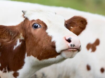 calf, cow, portrait, face, farm, curious, animal, meadow, agriculture, social, dairy, nature, brown, white, cute, eye, young, charming, glance, adorable, happy, juvenile