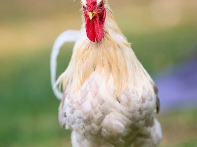 rooster, bird, countryside, farm, nature, white, comb, red, feathered, outdoors, animal, poultry, grass, livestock, chicken, agriculture, external, rural, crest, walking, animal products