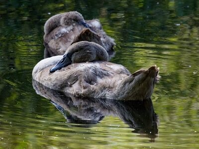 swan, cygnet, water, lake, nature, floating, calm, young, baby, reflection, peaceful, tranquil, feather, golden, light, still, enchanted