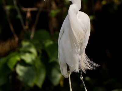 heron, bird, wildlife, nature, white, little egret, bird on branch, perch, light, wide angle, detail, close up, green, camouflage, outdoor, shot, ecosystem, calm, animal