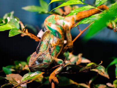 chameleon, reptile, lizard, cambodia, wildlife, animal, siem reap, macro photography, exotic, camouflage, nature, green, tropical, vibrant, leaf, colorful, branch, leaf pattern, environment