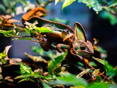 chameleon, animal, nature, green, leaves, camouflage, reptiles, ecosystem, adventure, colorful, curious, exotic, outdoor, wildlife, conservation, survival, ecology, biology