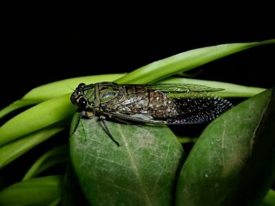 cicada, insect, nature, leaf, green, detail, wings, macro photography, biology, ecosystem, botany, natural world, night, dark, gardening, texture, calm, natural beauty, science