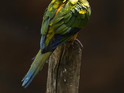 parrot, colorful, yellow, green, blue, feathers, peaceful, nature, wood, sitting, rough, sunlight, outdoors, alone, bird on wood, golden, perched, exotic