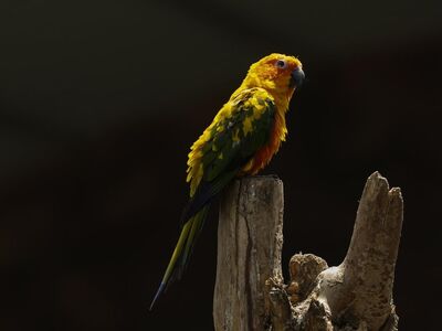 parrot, vibrant yellow, exotic bird, nature, animal, wood, trunk, environment, bird, natural environment, tree, animal portrait, natural beauty, wild, night, concept, tropical, feathered, outdoor, spring