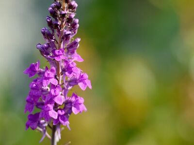 purple, flower background, linaria purpurea, beautiful flowers, flower, wildflower, pink, meadow flower, blooming, stem, beautiful, blossomed, macro, summer, green background, flower wallpaper, nature, decorative, fresh, colorful, beautiful nature, detail