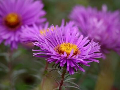 aster, purple flower, flower wallpaper, flower, nature, outdoor, garden, sharp focus, small flower, blurred background, color, beauty, botany, beautiful flowers, gardening, seasonal, wild, blooming, bright, summer, warm, vivid purple, flower background, hobby