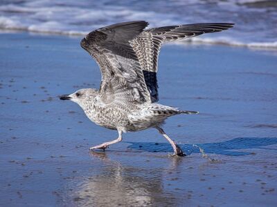 seagull, bird, beach, sea, wings, shore, nature, wild, cry, animal, reflection, slush, hunter, bathing, summer, flight, blue, moisture, leisure, spring