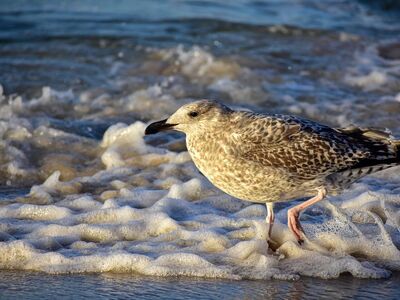 seagull, sand, sea, coast, foam, wave, nature, raptor, animal, hunting, beach, water bird, tide, feeding, bird, waves, surf, sea foam, avian world, fauna, natural life