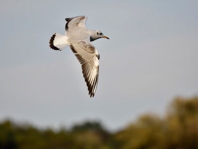 seagull, bird, flight, wings, sky, nature, flying, black and white feathers, freedom, solitude, wild, birds in flight, movement, wildlife, ornithology, gliding, magic, long bill, reflection
