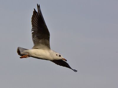 gull, bird, flying, nature, sky, wings, closing, flight, wild, calm, calm sky, aerial view, wildlife, wing in motion, wing, wild birds, bird wings, bird migration