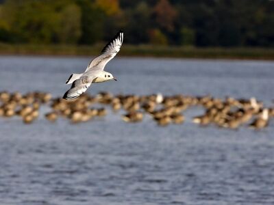 gull, flying bird, lake, autumn, body of water, nature, flock of birds, sky, bird migration, natural habitat, wildlife, ornithology, ecosystem, wings, ecology, blue color, predatory bird, black and white, winter season, distant landscape
