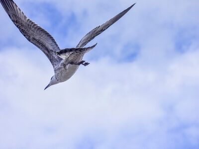 seagull, flight, blue sky, flying bird, wildlife, sky, bird, birdwatching, winged creature, nature, angle view, free flying, wings, freedom, aviation, raptor, curiosity, perception, mania