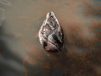 duck, wild water, water bird, swimming, lake, autumn, nature, wildlife, water, swimmer, wild ducks, skater, duck pattern, water reflection, wild colored, shiny feathers, solitary bird, duck breast, water surface