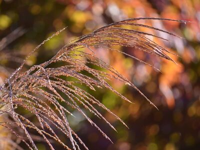 grass, golden autumn, nature, yellow leaves, blurred background, autumn foliage, shades of orange, autumn colors, soft textures, natural texture, grasses and herbs, countryside, outdoor scene, beautiful landscapes, pastel colors, gentle atmosphere, warm light, morning glow