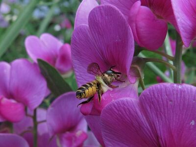 bee, flower, nature, purple, close-up, pollination, bee insect, flowering plant, flower type, still life, macro photography, winged, plants, intense, color, outdoors, pollen, botany, average, slightly