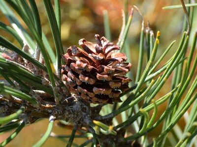 pine cone, conifer, branch, close-up, natural, seed, tree, forest, nature, green, needle, plant, brown, twig, pine needle, botany, growth rings, decoration, ecosystem, ecology