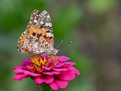 butterfly, flower, flower background, zinnia, close-up, wings, pollination, nature, garden, summer, colorful, beauty, outdoor, environment, graceful, flower wallpaper, insect, petal, wild, beautiful flowers, details, delicate, observation