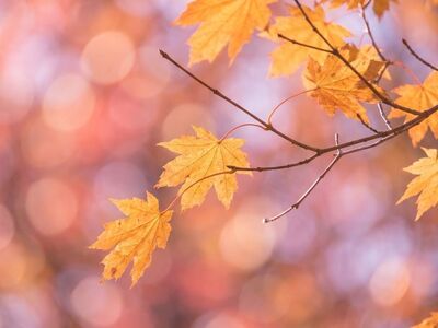 maple, autumn, hd wallpaper, leaves, fall, blurred background, foliage, mac wallpaper, branch, wallpaper hd, desktop backgrounds, orange, free wallpaper, laptop wallpaper, bokeh, background, blur, 4k wallpaper 1920x1080, outdoors, nature, seasonal, wallpaper 4k, beautiful wallpaper, windows wallpaper, golden, soft, atmosphere, garden, free background, environment, decorative, fade, full hd wallpaper, 4k wallpaper, cool backgrounds, red