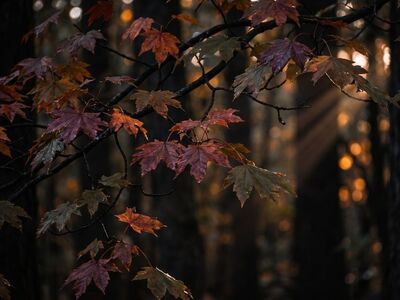 maple, forest, leaves, autumn, sunlight, rays, red, moody, nature, shadows, beams, dark, outdoors, landscape, wet, environment, woodland, foliage, cinematic