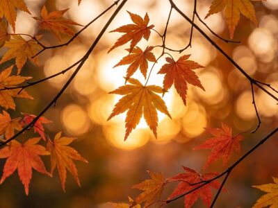 autumn, maple, leaves, sunset, bokeh, golden hour, outdoors, orange, scenic, seasonal, lighting, blurred, peaceful, backlit, red, landscape, foliage, nature, charming