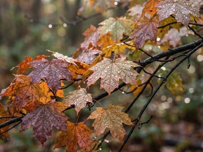 autumn, leaves, desktop backgrounds, maple, foliage, windows wallpaper, rain, droplets, free wallpaper, wallpaper 4k, laptop wallpaper, mac wallpaper, water, beautiful wallpaper, nature, cool backgrounds, forest, woodland, 4k wallpaper, macro, botany, orange, brown, floral background, free background, hd wallpaper, branch, wet, season, wallpaper hd, 4k wallpaper 1920x1080, plant, background, full hd wallpaper, texture