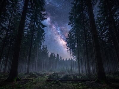 forest, milky way, stars, trees, night, astrophotography, nature, galaxy, moss, nebula, canopy, night sky, evergreen, sky, dark, cosmos, wilderness, outdoors, tranquil, scenic