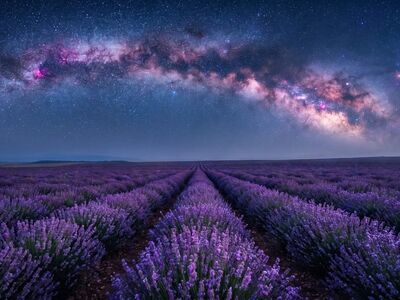 lavender, milky way, night, flowers, astrophotography, galaxy, flower wallpaper, flower background, beautiful flowers, stars, purple, nature, landscape, panorama, scenic, summer, agriculture, dark sky, horizon, blooming, night sky, stardust, field