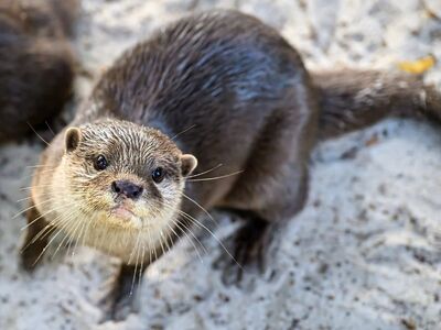 otter, animal, beach, sand, nature, creature, cute, mammal, wildlife, close-up, head, face, foreground, animal life, conservation, young, aquatic, appearance, expressive, water animal