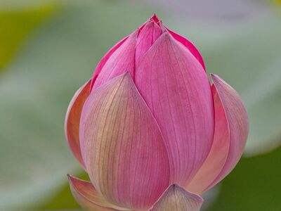 lotus, lotus flower, pink, bud, nature, horticulture, exotic plant, leaves, aquatic plant, beauty, flower, cultivation, botany, garden, lotus bud, greenhouse culture, subtropical, botanical garden, soft light