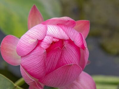 lotus, flower, pond, bloom, flora, petals, pink, spring, garden, nature, aquatic plant, tranquility, zen, water, close-up petals, green, bud, lotus blossom, large leaves