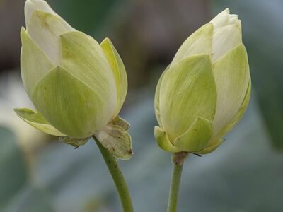 lotus, pond, flora, plant, petals, buds, nature, water plant, lotus bud, green, closeup, natural beauty, fragile, lake, bud, delicate, natural environment, tranquil, peace, beauty