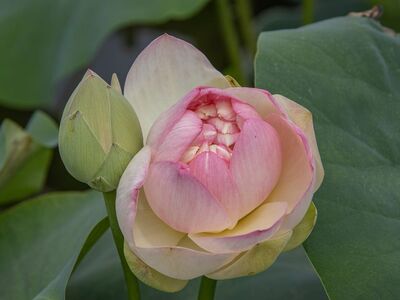 lotus, flower, pond, bloom, blossom, petals, pink, nature, leaf, bud, botany, water plant, garden, flora, summer, lotus flower, unfurled, harmony, beauty