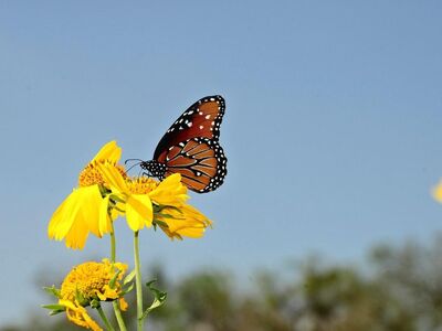 butterfly, nature, insect, wings, pollination, flower, summer, yellow, sunny, blue sky, garden flowers, macro, wilderness, black and orange, fragility, biotope, nature photography, freedom, environment, calm