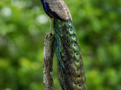 peacock, nature, green, majestic bird, back feathers, vivid colors, animal kingdom, wildlife, natural beauty, life in nature, blue color, tail feather, beauty in nature, bird, peacock perch, eye-catching feathers, bird beauty, open nature, long tail, ai generated