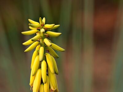 flower, flora, plant, cactus, yellow, nature, spiky, bloom, close-up, flower background, botany, flower wallpaper, spiky flower, rock garden, agriculture, perennial, beauty, garden, tapered, beautiful flowers, tropical