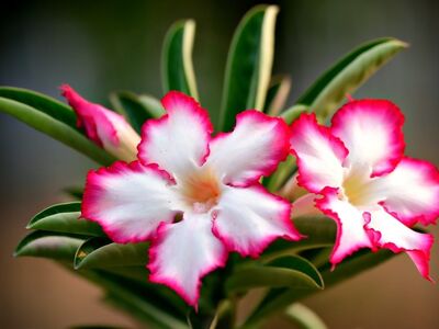 adenium, flower, nature, gardening, outdoor, beauty, tropical, colorful, natural, leaves, garden, season, cultivation, beautiful flowers, landscaping, decoration, summery, environment, charm, flower wallpaper, atmosphere, flower background, green