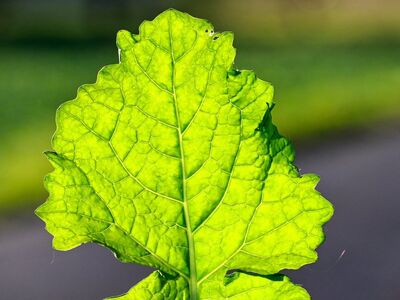 leaf, leaf structure, veins, nature, green, macro, agriculture, close-up, vegetable, field, herb, light green, structure, single leaf, agricultural plant, green color, leaf texture, biology, cultivation, agricultural area