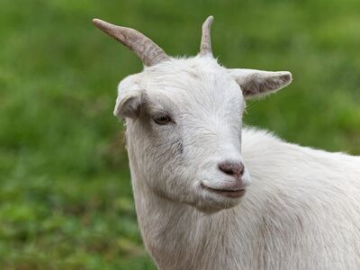 goat, animal, field, natural environment, nature, mammal, rural, green, white fur, domestic animal, horns, grazing animal, young, hedge, portrait, agriculture, livestock tag, food, organic farm, herbivore