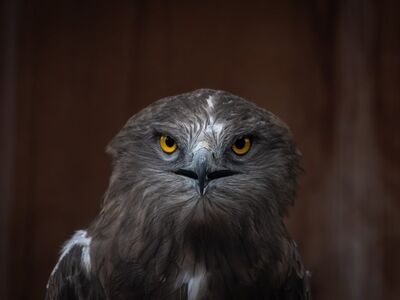 eagle, bird of prey, feather, yellow eyes, beak, brown feathers, head, wild, details, focal length, sharp eyes, strength, animal beauty, predator, zoology, flight, appearance, characteristic, distinctive look