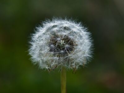 dandelion, seed, natural, blurred background, delicate, meadow flora, seed head, summer, weather, nature, fine structures, macro, plant in nature, wildflower, blowing, light green, fine texture, quarantine activity, fragility, natural science, windy