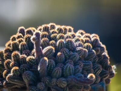 cactus, beautiful wallpaper, hd wallpaper, mac wallpaper, succulent, nature background, desktop backgrounds, wallpaper hd, wallpaper 4k, echinopsis chamaecereus, nature, free background, cool backgrounds, thorny, full hd wallpaper, cluster, greenery, detail, texture, backlight, free wallpaper, wallpaper, nature wallpaper, warm light, bokeh, 4k wallpaper 1920x1080, windows wallpaper, sunlight, 4k wallpaper, indoor plant, beautiful nature, laptop wallpaper, houseplant, home decor
