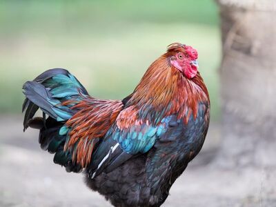 red comb, colorful feathers, young rooster, bird profile, outdoors, livestock farming, rural life, orange feathers, blue-green color, live animals, nature, wattles, rooster feathers, rooster comb, urae, green field, bright colors, avian world, natural world, agricultural production, farm ecosystem