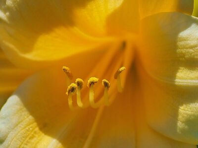 flower, macro photography, flower background, pollen, pistil, stamen, beautiful flowers, yellow, exotic, flower wallpaper, lily, summer, nature, beauty, detail, sun, bright, natural, lighting, edge, human, life, just